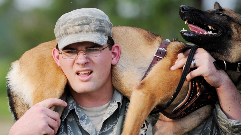 Illustration for article titled 26 Awesome Photos of War Dogs Showing How Badass and Cute They Can Be